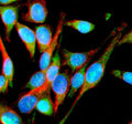 Immunofluorescent staining of IMMP2L using anti-IMMP2L antibody (green) and anti-Beta Tubulin antibody (red). IMMP2L was detected in an immunocytochemical section of Hela cells. Enzyme antigen retrieval was performed using IHC enzyme antigen retrieval reagent for 15 mins. The cells were blocked with 10% goat serum. And then incubated with 5 ug/ml rabbit anti-IMMP2L antibody and mouse anti-Beta Tubulin antibody overnight at 4oC.