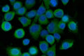 Immunofluorescent staining of FFPE human SiHa cells with Sorcin antibody (green) and DAPI nuclear stain (blue). HIER: steam section in pH6 citrate buffer for 20 min.