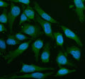 Immunofluorescent staining of LZTS2 using anti-LZTS2 antibody (green). LZTS2 was detected in an immunocytochemical section of HELA cells. Enzyme antigen retrieval was performed using IHC enzyme antigen retrieval reagent for 15 mins. The cells were blocked with 10% goat serum. And then incubated with 5 ug/ml rabbit anti-LZTS2 antibody overnight at 4oC. DyLight 488 Conjugated Goat Anti-Rabbit IgG was used as secondary antibody at 1:500 dilution and incubated for 30 min at 37oC.