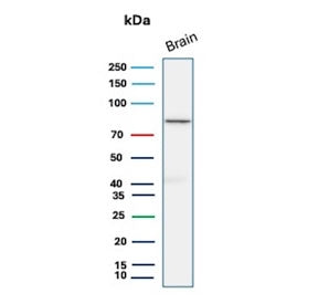 Western blot testing of human brain tissue lysate with FOXO1 antibody (clone FOXO1/9792). Predicted molecular weight ~70 kDa.
