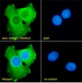 IF/ICC staining of fixed and permeabilized human A431 cells with AIBZIP antibody (green) at 10ug/ml and DAPI nuclear stain (blue).