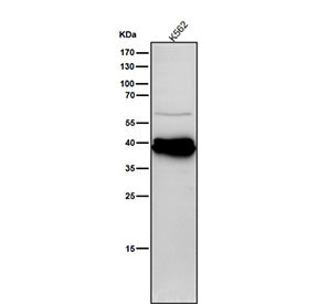 Human K562 cell lysate tested with the Phospho-CrkL (Tyr207) antibody at 1:1000 dilution for 1 hour at room temperature. A tight doublet is detected at ~40 kDa in K562 cells, running above the ~34 kDa predicted mass. The upward shift and doublet pattern are consistent with mono- and hyper-phosphorylated CrkL species, which migrate slower on SDS-PAGE than total CrkL.