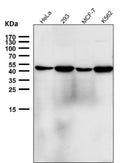 Western blot testing using the NFE2 antibody at 1:2000 dilution for 1 hour at room temperature. Predicted molecular weight ~41 kDa, observed at 41-45 kDa.