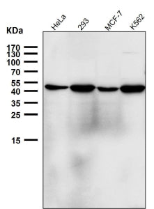 Western blot testing using the NFE2 antibody at 1:2000 dilution for 1 hour at room temperature. Predicted molecular weight ~41 kDa, observed at 41-45 kDa.