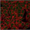 Immunofluorescent staining of PFA-fixed human HeLa cells using Myf-4 antibody (green, clone PCRP-MYOG-1C5) and phalloidin (red).