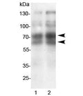 Western blot testing of 1) rat spleen and 2) mouse spleen lysate with L-Selectin antibody. Expected/observed molecular weight: 42~95kDa depending on level of glycosylation.