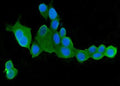 IF/ICC staining of FFPE human MCF7 cells with CLPX antibody (green) at 2ug/ml and DAPI nuclear stain (blue). HIER: steam section in pH6 citrate buffer for 20 min.