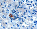 IHC testing of FFPE human pancreas with PAR6 antibody at 10ug/ml. Microwaved antigen retrieval with Tris/EDTA buffer pH9, HRP-staining. Cytoplasmic staining of intralobular ducts is seen.