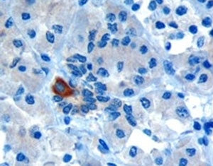 IHC testing of FFPE human pancreas with PAR6 antibody at 10ug/ml. Microwaved antigen retrieval with Tris/EDTA buffer pH9, HRP-staining. Cytoplasmic staining of intralobular ducts is seen.