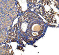 Immunohistochemical staining of GSTM2 using anti-GSTM2 antibody. GSTM2 was detected in a paraffin-embedded section of mouse ovary tissue. Heat mediated antigen retrieval was performed in EDTA buffer (pH 8.0, epitope retrieval solution). The tissue section was blocked with 10% goat serum. The tissue section was then incubated with 2 ug/ml rabbit anti-GSTM2 antibody overnight at 4oC. Peroxidase Conjugated Goat Anti-rabbit IgG was used as secondary antibody and incubated for 30 min at 37oC.