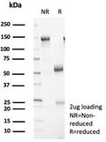 SDS-PAGE analysis of purified, BSA-free 14-3-3 epsilon antibody (clone YWHAE/8309R) as confirmation of integrity and purity.