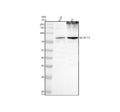 Western blot analysis of SLCO1C1 using anti-SLCO1C1 antibody. Electrophoresis was performed on a 10% SDS-PAGE gel at 80V (Stacking gel) / 120V (Resolving gel) for 2 hours. Lane 1: human U251 whole cell lysates, Lane 2: rat C6 whole cell lysates. After electrophoresis, proteins were transferred to a nitrocellulose membrane at 150 mA for 50-90 min. Blocked the membrane with 5% non-fat milk/TBS for 1.5 hour at RT.