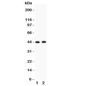 Western blot testing of E2F4 antibody and Lane 1: rat lung; 2: human SMMC-7721 lysate. Expected molecular weight ~44 kDa (unmodified) and 60-65 kDa (phosphorylated).