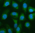 Immunofluorescent staining of NAA60 using anti-NAA60 antibody (green). NAA60 was detected in an immunocytochemical section of cells. Enzyme antigen retrieval was performed using IHC enzyme antigen retrieval reagent for 15 mins. The cells were blocked with 10% goat serum. And then incubated with 5 ug/ml rabbit anti-NAA60 antibody overnight at 4oC. DyLight 488 Conjugated Goat Anti-Rabbit IgG was used as secondary antibody at 1:500 dilution and incubated for 30 min at 37oC.
