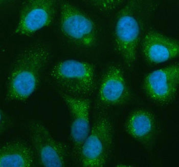 Immunofluorescent staining of NAA60 using anti-NAA60 antibody (green). NAA60 was detected in an immunocytochemical section of cells. Enzyme antigen retrieval was performed using IHC enzyme antigen retrieval reagent for 15 mins. The cells were blocked with 10% goat serum. And then incubated with 5 ug/ml rabbit anti-NAA60 antibody overnight at 4oC. DyLight 488 Conjugated Goat Anti-Rabbit IgG was used as secondary antibody at 1:500 dilution and incubated for 30 min at 37oC.