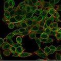 Immunofluorescent staining of PFA-fixed human HeLa cells using BCL11A antibody (green, clone PCRP-BCL11A-1G10) and phalloidin (red).