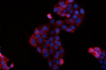 Immunofluorescent staining of FFPE human A431 cells with BAG2 antibody (red) and DAPI nuclear stain (blue). HIER: steam section in pH6 citrate buffer for 20 min.