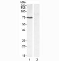 Western blot testing of 1) HEPG2 cell lysate and 2) KLY negative control cell lysate with GADD34 antibody at 0.1ug/ml. Predicted molecular weight ~73 kDa, can be observed at up to ~110 kDa..