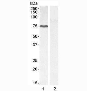 Western blot testing of 1) HEPG2 cell lysate and 2) KLY negative control cell lysate with GADD34 antibody at 0.1ug/ml. Predicted molecular weight ~73 kDa, can be observed at up to ~110 kDa..