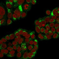 Immunofluorescent staining of permeabilized human MCF7 cells with EBAG9 antibody (green) and Reddot nuclear stain (red).