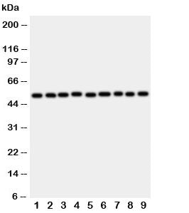 Western blot testing of E2F2 antibody and rat samples 1: lung; 2: heart; 3: brain; 4: kidney; and human samples 5: HeLa; 6: COLO320; 7: A549; 8: MCF-7; 9: SMMC-7721 cell lysate. Predicted molecular weigh: 47-52 kDa.