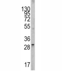 Western blot analysis of SCF antibody and 293 lysate. Expected molecular weight ~31 kDa (unmodified), 37-42 kDa (glycosylated).