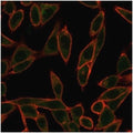 Immunofluorescent staining of PFA-fixed human HeLa cells using Neurogenin 3 antibody (green, clone PCRP-NEUROG3-1E10) and phalloidin (red).