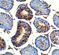 Immunohistochemical staining of IQCM using anti-IQCM antibody. IQCM was detected in a paraffin-embedded section of mouse testis tissue. Heat mediated antigen retrieval was performed in EDTA buffer (pH 8.0, epitope retrieval solution). The tissue section was blocked with 10% goat serum. The tissue section was then incubated with 2 ug/ml rabbit anti-IQCM antibody overnight at 4oC. Peroxidase Conjugated Goat Anti-rabbit IgG was used as secondary antibody and incubated for 30 min at 37oC.