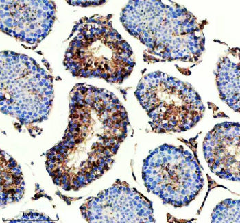 Immunohistochemical staining of IQCM using anti-IQCM antibody. IQCM was detected in a paraffin-embedded section of mouse testis tissue. Heat mediated antigen retrieval was performed in EDTA buffer (pH 8.0, epitope retrieval solution). The tissue section was blocked with 10% goat serum. The tissue section was then incubated with 2 ug/ml rabbit anti-IQCM antibody overnight at 4oC. Peroxidase Conjugated Goat Anti-rabbit IgG was used as secondary antibody and incubated for 30 min at 37oC.