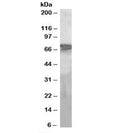 Western blot testing of human liver lysate with PEPCK2 antibody at 2ug/ml. Predicted molecular weight: ~71 kDa.