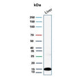 Western blot testing of human liver lysate with Prealbumin antibody (clone CPTC-TTR-1). Predicted molecular weight ~16 kDa.