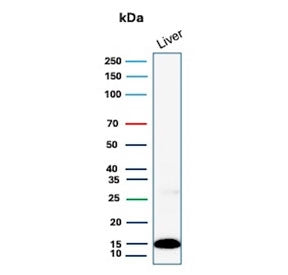 Western blot testing of human liver lysate with Prealbumin antibody (clone CPTC-TTR-1). Predicted molecular weight ~16 kDa.