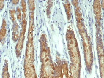 IHC staining of FFPE human stomach tissue with Transferrin antibody (clone TF/7767). HIER: boil tissue sections in pH 9 10mM Tris with 1mM EDTA for 20 min and allow to cool before testing.