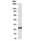 Western blot testing of human amygdala lysate with HDGFRP3 antibody at 0.3ug/ml. Predicted molecular weight: ~23kDa.