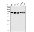 All lanes use the antibody at 1:3K dilution for 1 hour at room temperature. Expected size for c-Src (phospho-Tyr529) ~60 kDa. Observed (possible) doublet at ~55 kDa and ~60 kDa likely reflects full-length and slightly modified/truncated phosphorylated forms of c-Src, consistent with literature indicating Src family kinases migrate in the 55-62 kDa range.