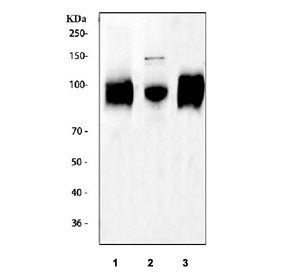 Western blot testing of 1) rat spleen, 2) mouse spleen and 3) mouse RAW264.7 cell lysate with Cd68 antibody. This protein can be highly glycosylated and is routinely visualized from 37~110 kDa.