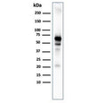 Western blot testing of human MCF7 cell lysate with recombinant AKT1 antibody. Predicted molecular weight ~56 kDa.