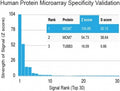 Protein array validation of the MCM7 antibody: Analysis of HuProt(TM) microarray containing more than 19,000 full-length human proteins using MCM7 antibody (clone MCM7/1468). These results demonstrate the foremost specificity of the MCM7/1468 mAb.<P><P>Z- and S- score: The Z-score represents the strength of a signal that an antibody (in combination with a fluorescently-tagged anti-IgG secondary Ab) produces when binding to a particular protein on the HuProt(TM) array. Z-scores are described in units of stan
