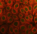 Western blot testing of PAK6 antibody and Lane 1: HeLa; 2: 293T; 3: Raji; 4: COLO320 cell lysate
