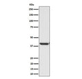 Western blot testing of human HepG2 cell lysate with ENDOGL1 antibody. Predicted molecular weight ~41 kDa.