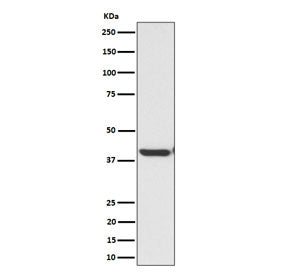 Western blot testing of human HepG2 cell lysate with ENDOGL1 antibody. Predicted molecular weight ~41 kDa.