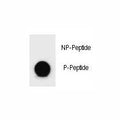 Dot blot analysis of phospho-BAD antibody. 50ng of phos-peptide or nonphos-peptide per dot were spotted.