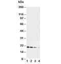 Western blot testing of mouse Il-10 antibody and Lane 1: Recombinant mouse protein 10ng; 2: 5ng; 3: 2.5ng; 4: 1.25ng
