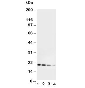 Western blot testing of mouse Il-10 antibody and Lane 1: Recombinant mouse protein 10ng; 2: 5ng; 3: 2.5ng; 4: 1.25ng