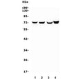 Western blot testing of 1) rat lung, 2) rat skeletal muscle, 3) mouse lung and 4) mouse NIH 3T3 lysate with HIF3A antibody. Expected molecular weight ~72 kDa.