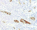 IHC testing of FFPE human pancreas and von Willebrand Factor antibody (clone WFA52-2). Required HIER: boil tissue sections in pH 9 10mM Tris with 1mM EDTA for 10-20 min.