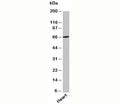 Western blot testing of human samples with UNC93B antibody at 3ug/ml.