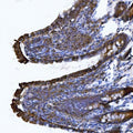 IHC staining of FFPE rat colon tissue with Itgae antibody. HIER: boil tissue sections in pH8 EDTA for 20 min and allow to cool before testing.