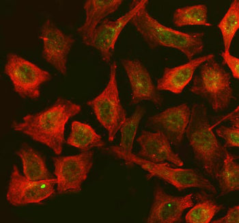 Immunofluorescent staining of FAM29A/HAUS6 using anti-HAUS6 antibody (green) and anti-Beta Tubulin antibody (red). FAM29A/HAUS6 was detected in an immunocytochemical section of Hela cells. Enzyme antigen retrieval was performed using IHC enzyme antigen retrieval reagent for 15 mins. The cells were blocked with 10% goat serum. And then incubated with 5 ug/ml rabbit anti-HAUS6 antibody and mouse anti-Beta Tubulin antibody overnight at 4oC.