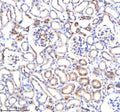 Immunohistochemical staining of P3H2 using anti-P3H2 antibody. P3H2 was detected in a paraffin-embedded section of mouse kidney tissue. Heat mediated antigen retrieval was performed in EDTA buffer (pH 8.0, epitope retrieval solution). The tissue section was blocked with 10% goat serum. The tissue section was then incubated with 2 ug/ml rabbit anti-P3H2 antibody overnight at 4oC. Peroxidase Conjugated Goat Anti-rabbit IgG was used as secondary antibody and incubated for 30 min at 37oC.